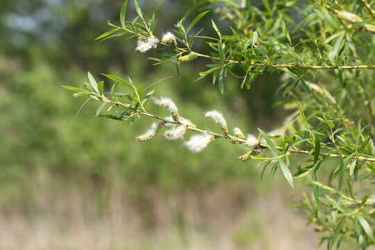 Imagem de Salix miyabeana Seemen