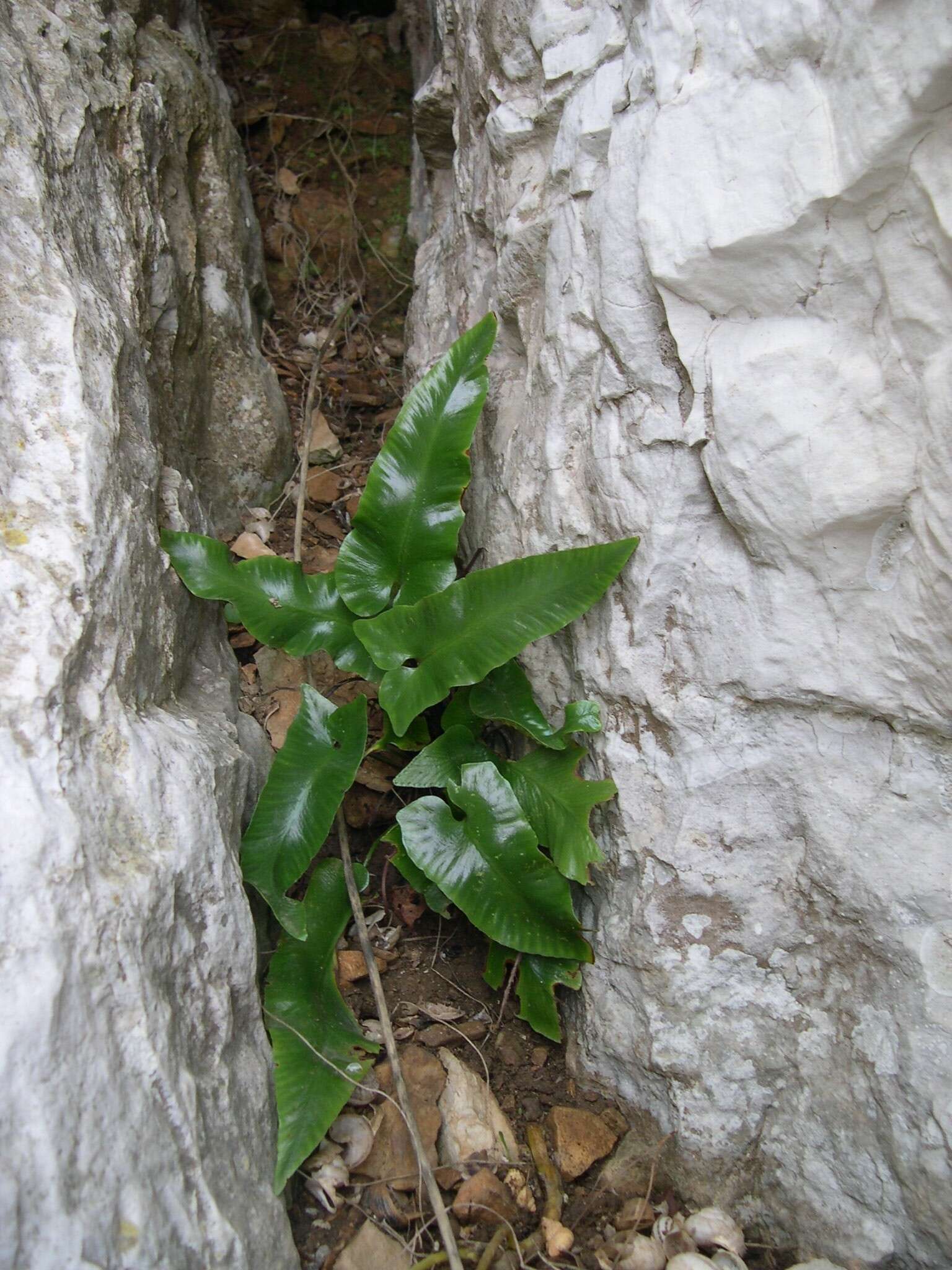 Image of Asplenium sagittatum (DC.) A. J. Bange