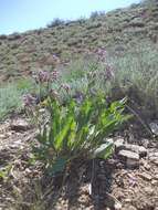 Image of Cynoglossum tetraspis (Pall.) W. Greuter & Burdet