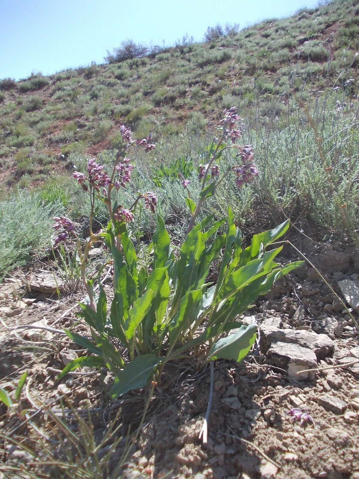 Image de Cynoglossum tetraspis (Pall.) W. Greuter & Burdet