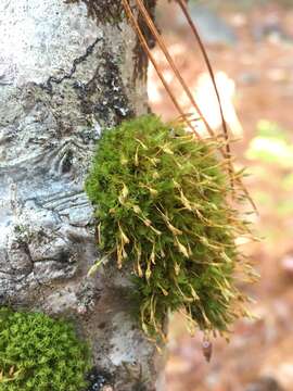 Image de Ulota coarctata Hammar 1852