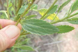 Plancia ëd Senecio microglossus DC.