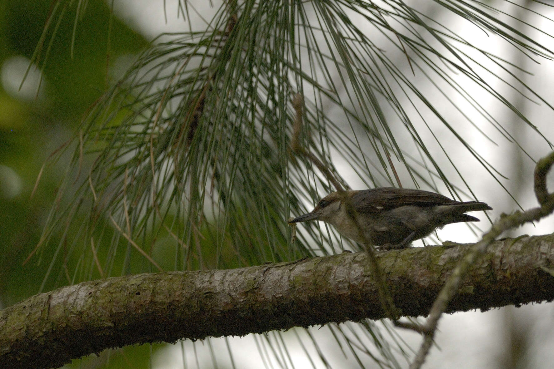 Image of Brown-headed Nuthatch