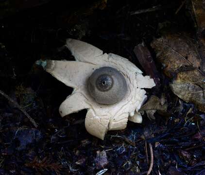 Image of Sessile Earthstar