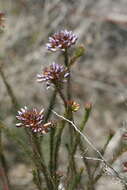 Image of Gompholobium confertum (DC.) Crisp