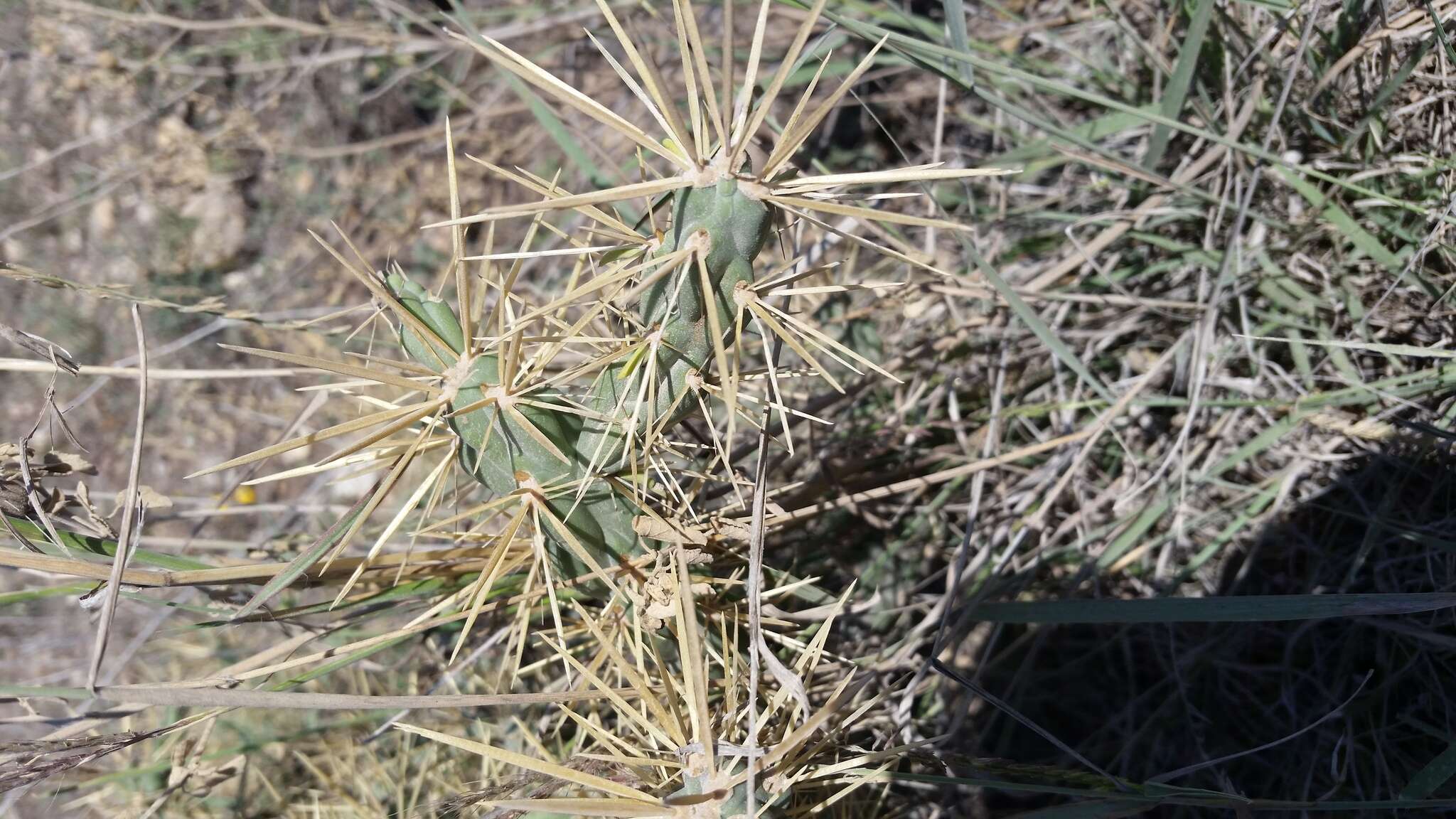 Image of thistle cholla