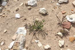 Image of Phylica humilis Sond.