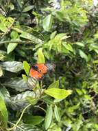 Image of Acraea igola Trimen 1889