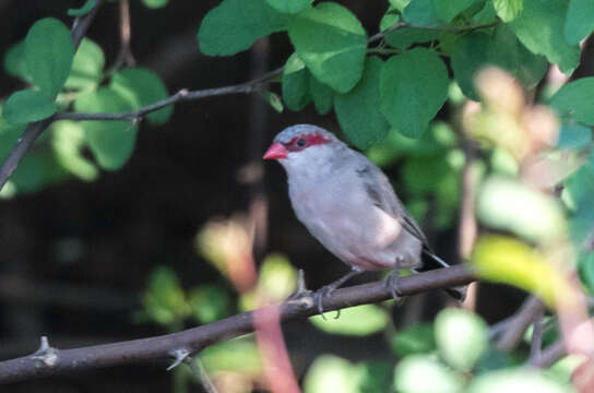 Image of Black-rumped Waxbill