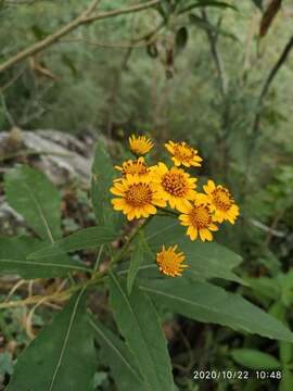 Image of Verbesina persicifolia DC.