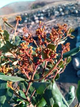 Image of Cryptocarya crassifolia Baker