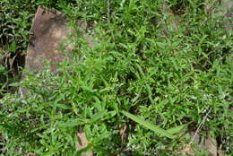 Image of Mentha diemenica Spreng.