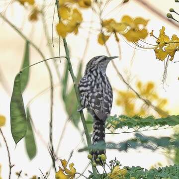 Image of Stripe-backed Wren