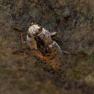 Image of Dicerca berolinensis (Herbst 1779)