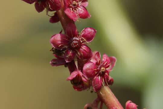 Image of tropical pokeweed