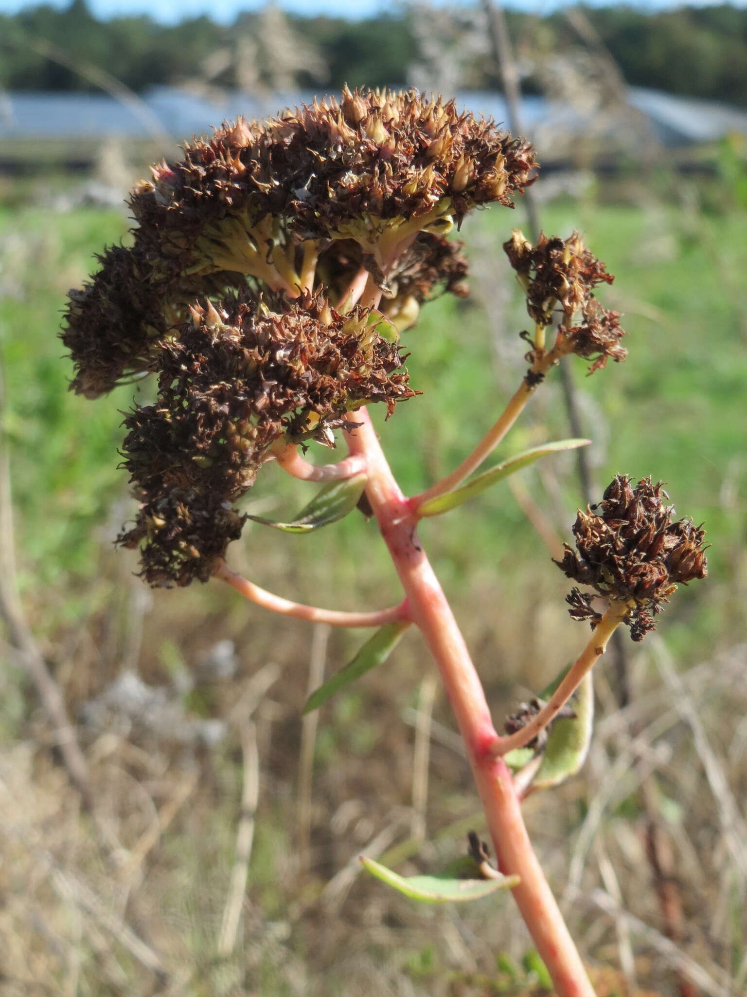 Hylotelephium telephium (L.) H. Ohba resmi