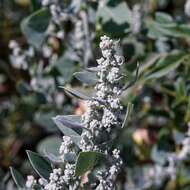 Image of New Mexico goosefoot