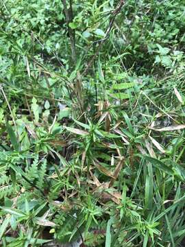 Image of Woolly Rosette Grass