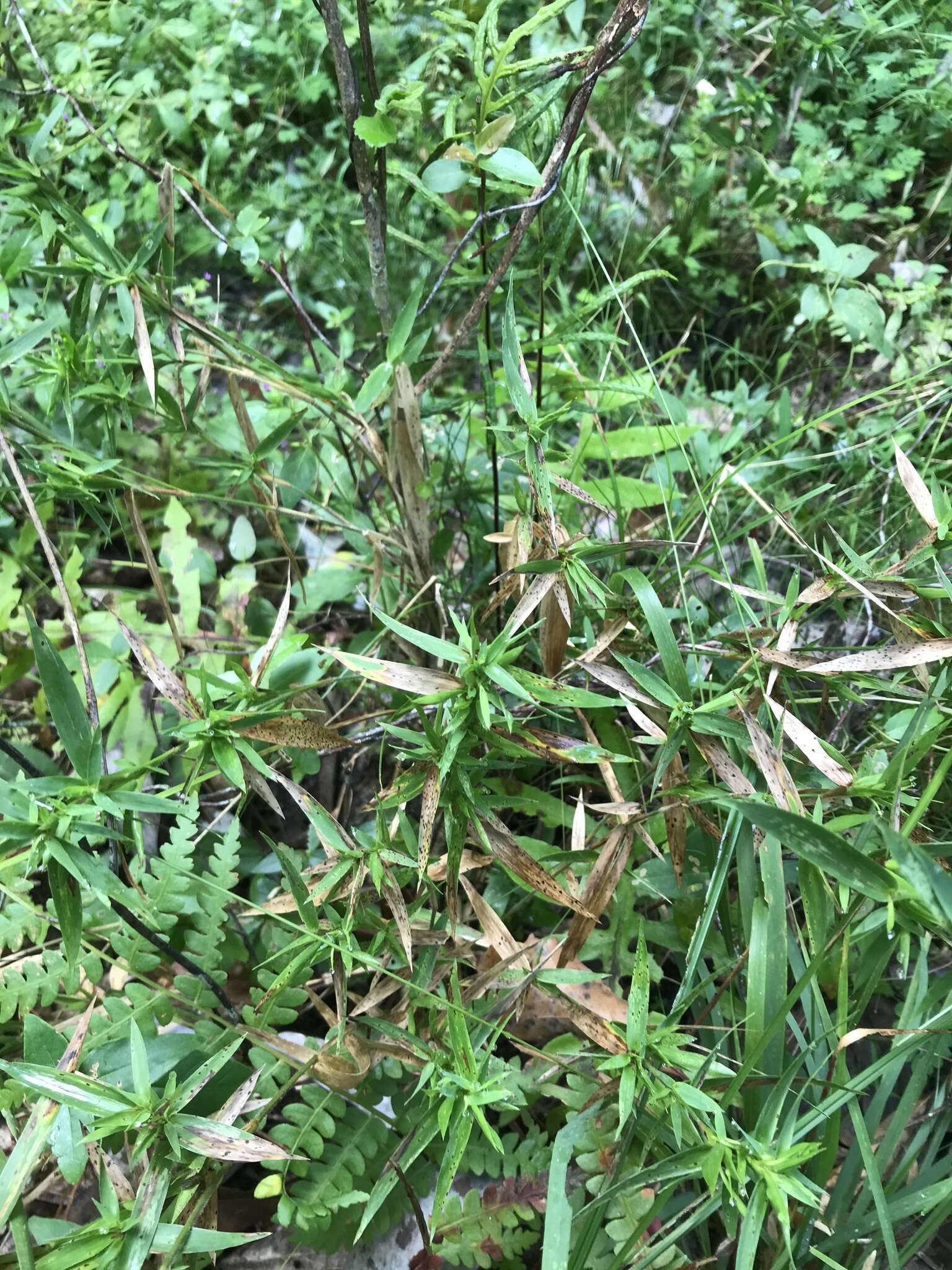 Image of Woolly Rosette Grass