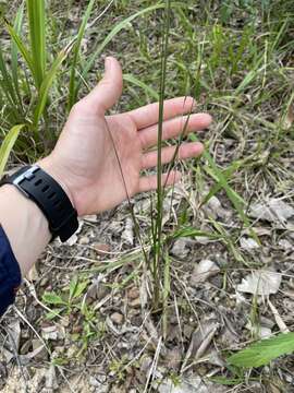 Image of Dianella rara R. Br.