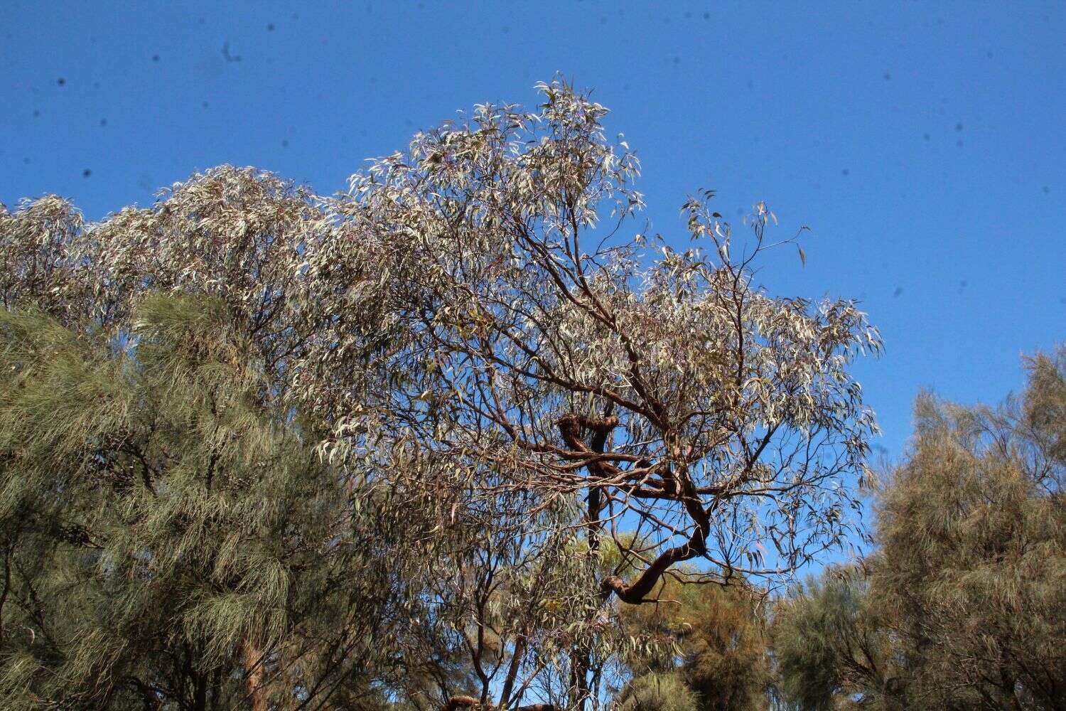 Image of Eucalyptus caesia subsp. caesia