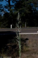 Image of mountain muhly