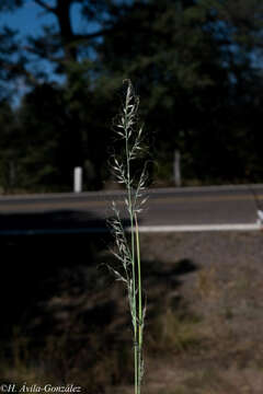 Plancia ëd Muhlenbergia montana (Nutt.) Hitchc.