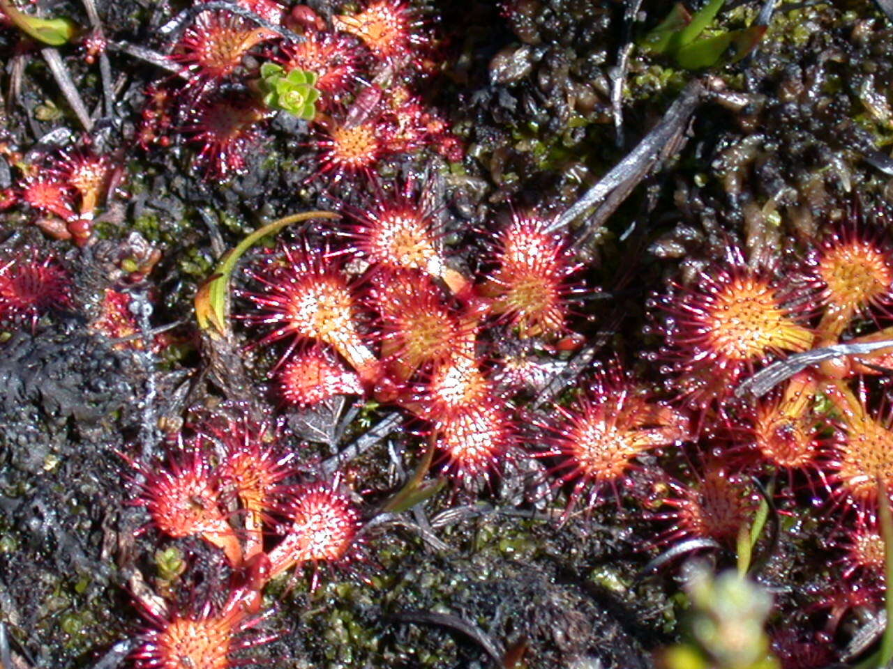 Image of Drosera uniflora Willd.