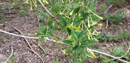 Image of Bouvardia multiflora (Cav.) Schult. & Schult. fil.