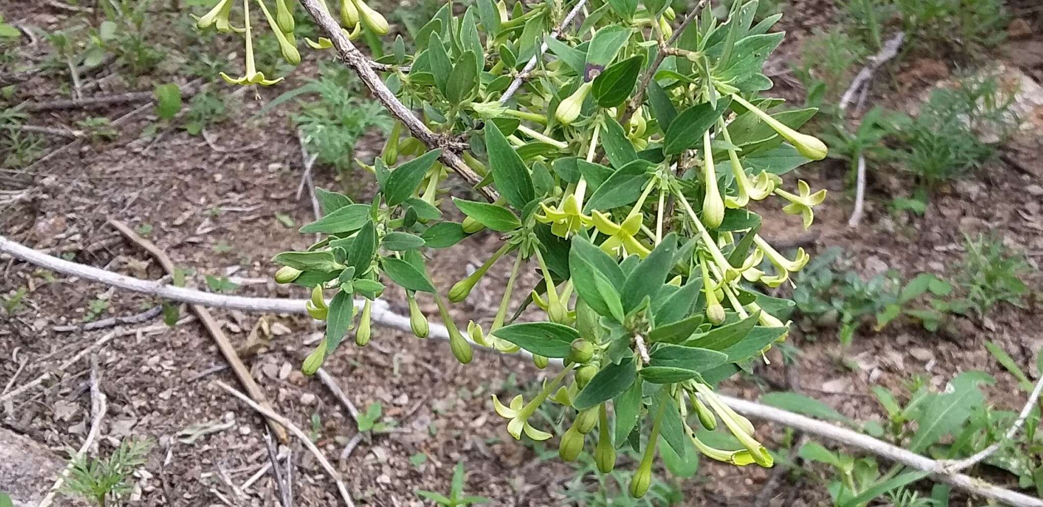 Image of Bouvardia multiflora (Cav.) Schult. & Schult. fil.