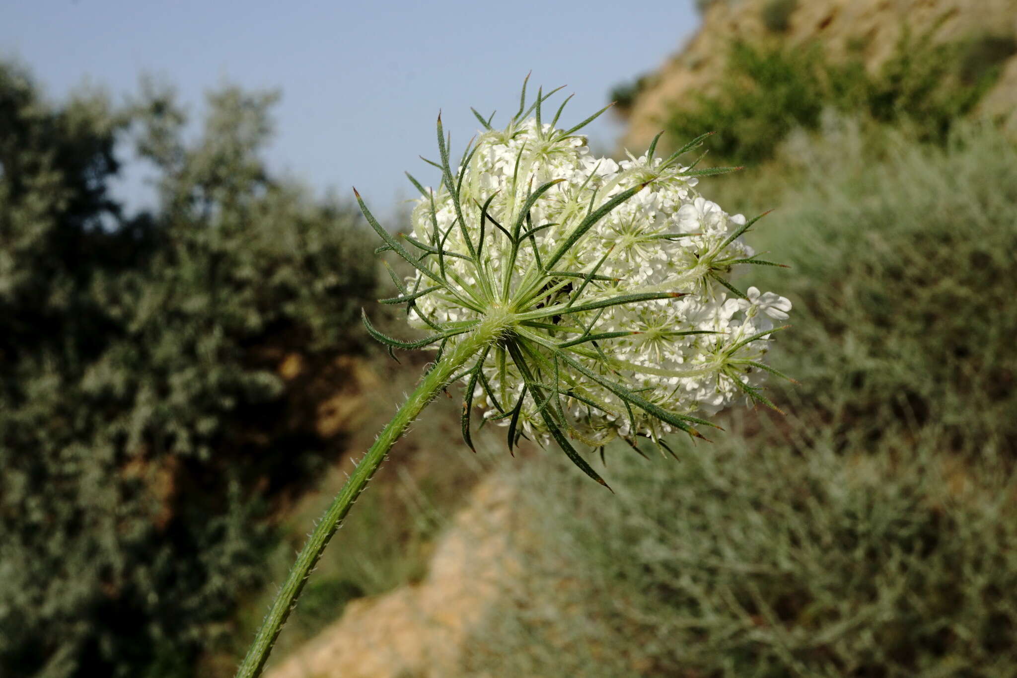 Image of Daucus guttatus Sibth. & Sm.