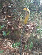 Image of Anchomanes dalzielii N. E. Br.