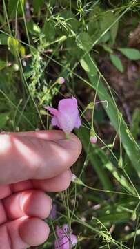 Image of Seminole False Foxglove