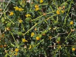 Image of Euphorbia erinacea Boiss. & Kotschy