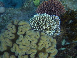 Image de Acropora millepora (Ehrenberg 1834)