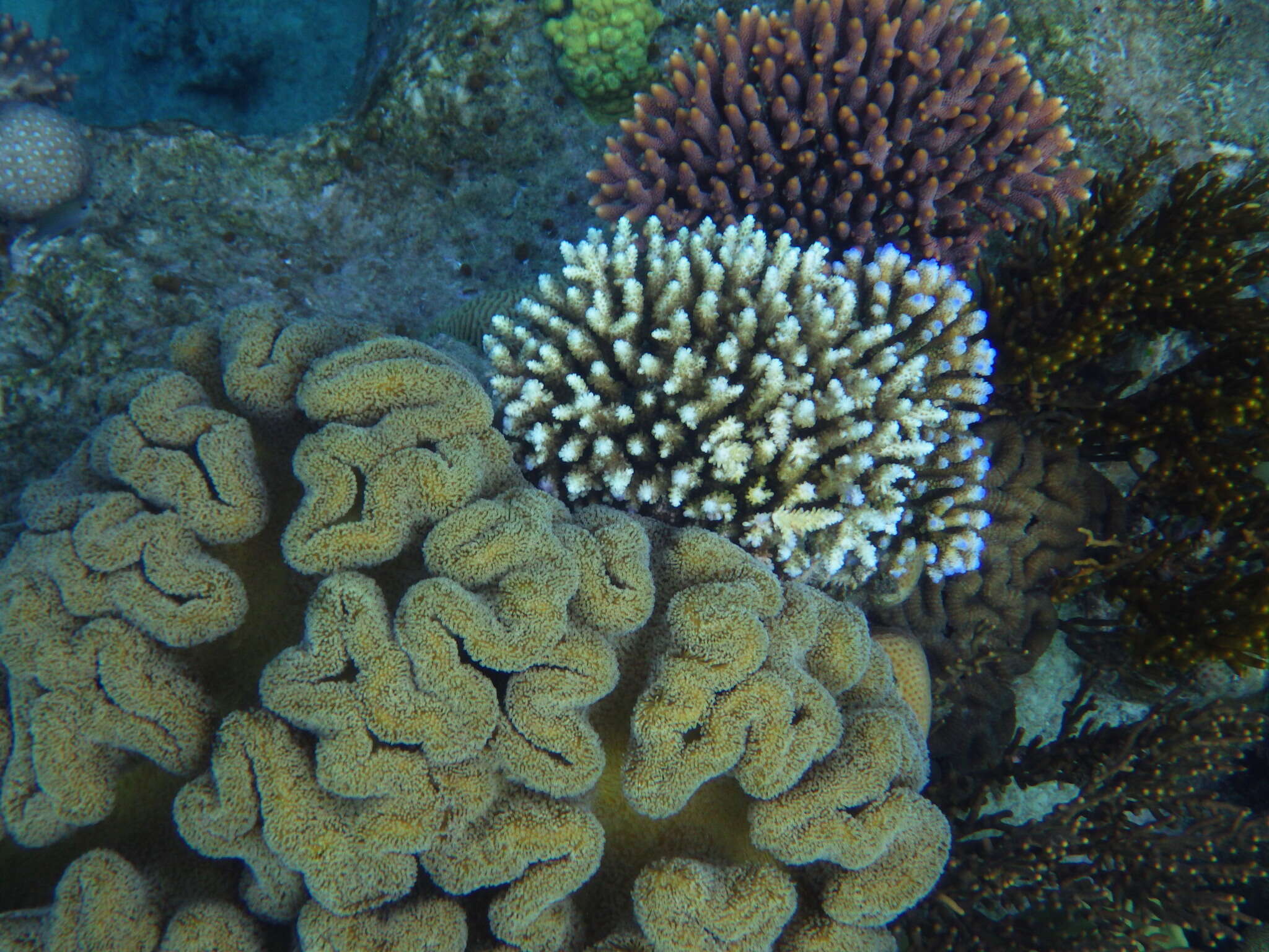 Plancia ëd Acropora millepora (Ehrenberg 1834)