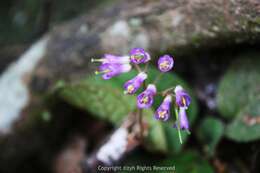 Image of Oreocharis benthamii var. reticulata Dunn