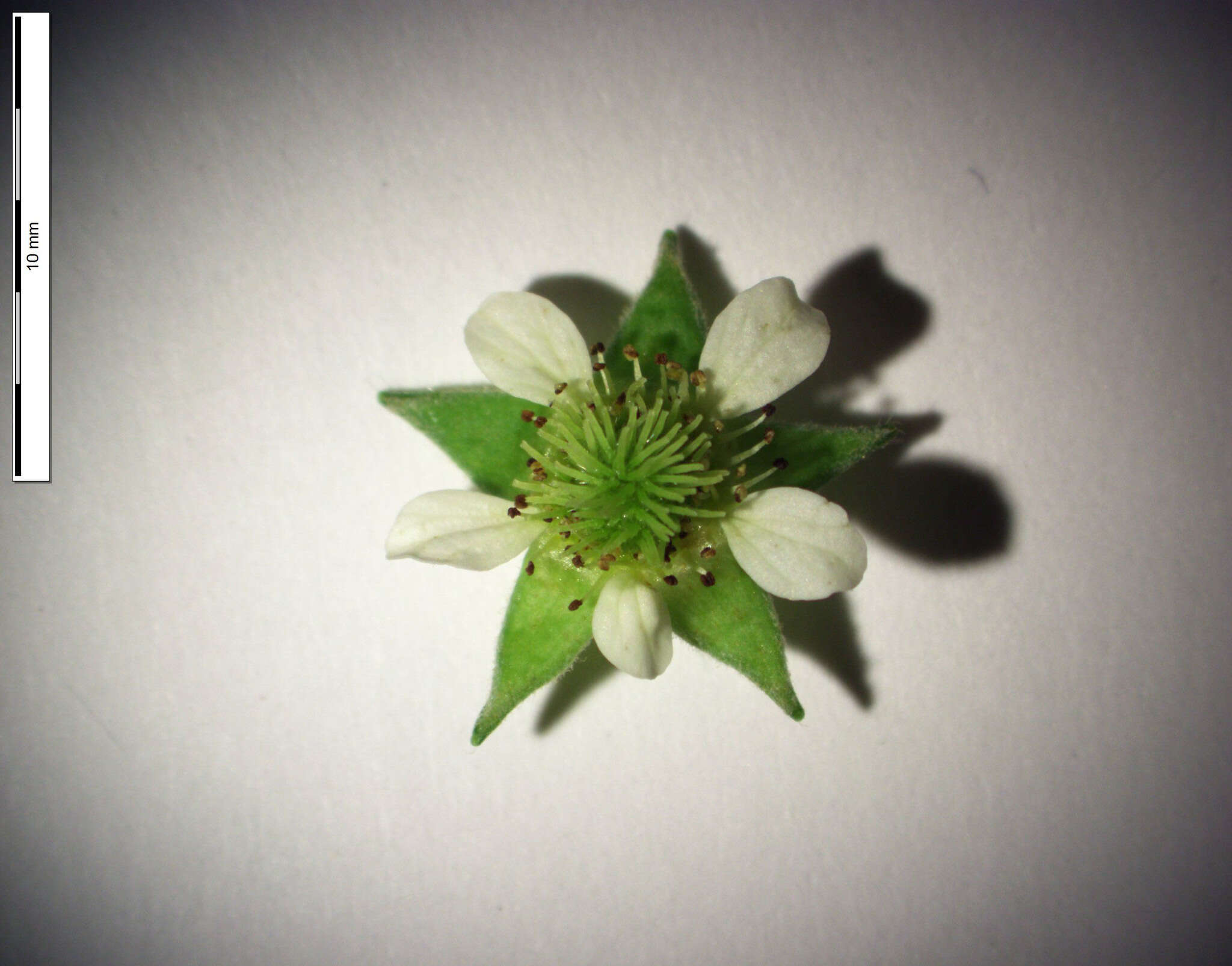 Image of Geum × cortlandicum