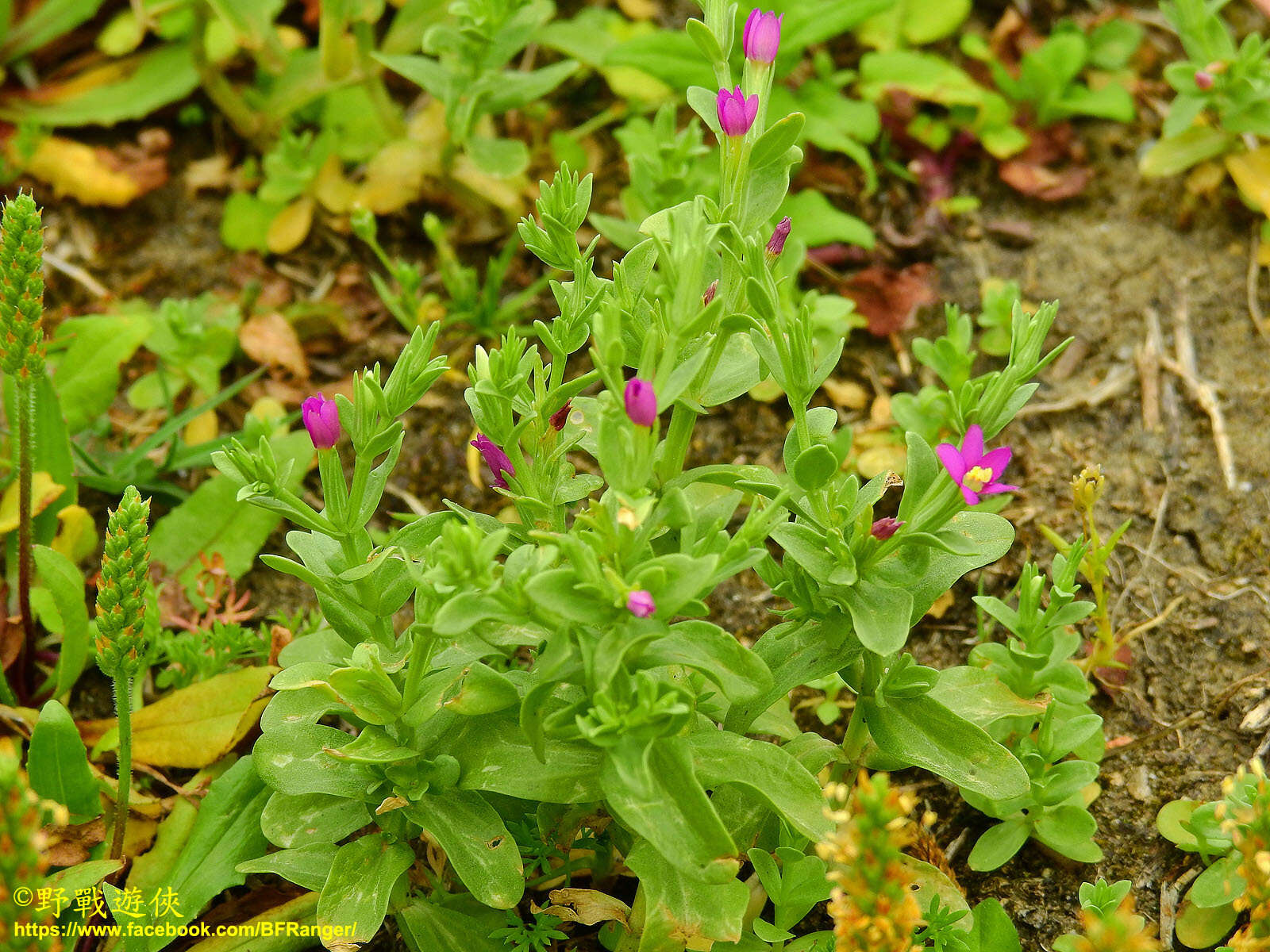 Image of Schenkia japonica (Maxim.) G. Mansion