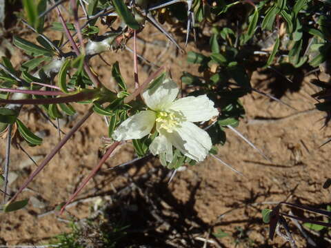 Image of Monsonia camdeboensis (Moffett) F. Albers