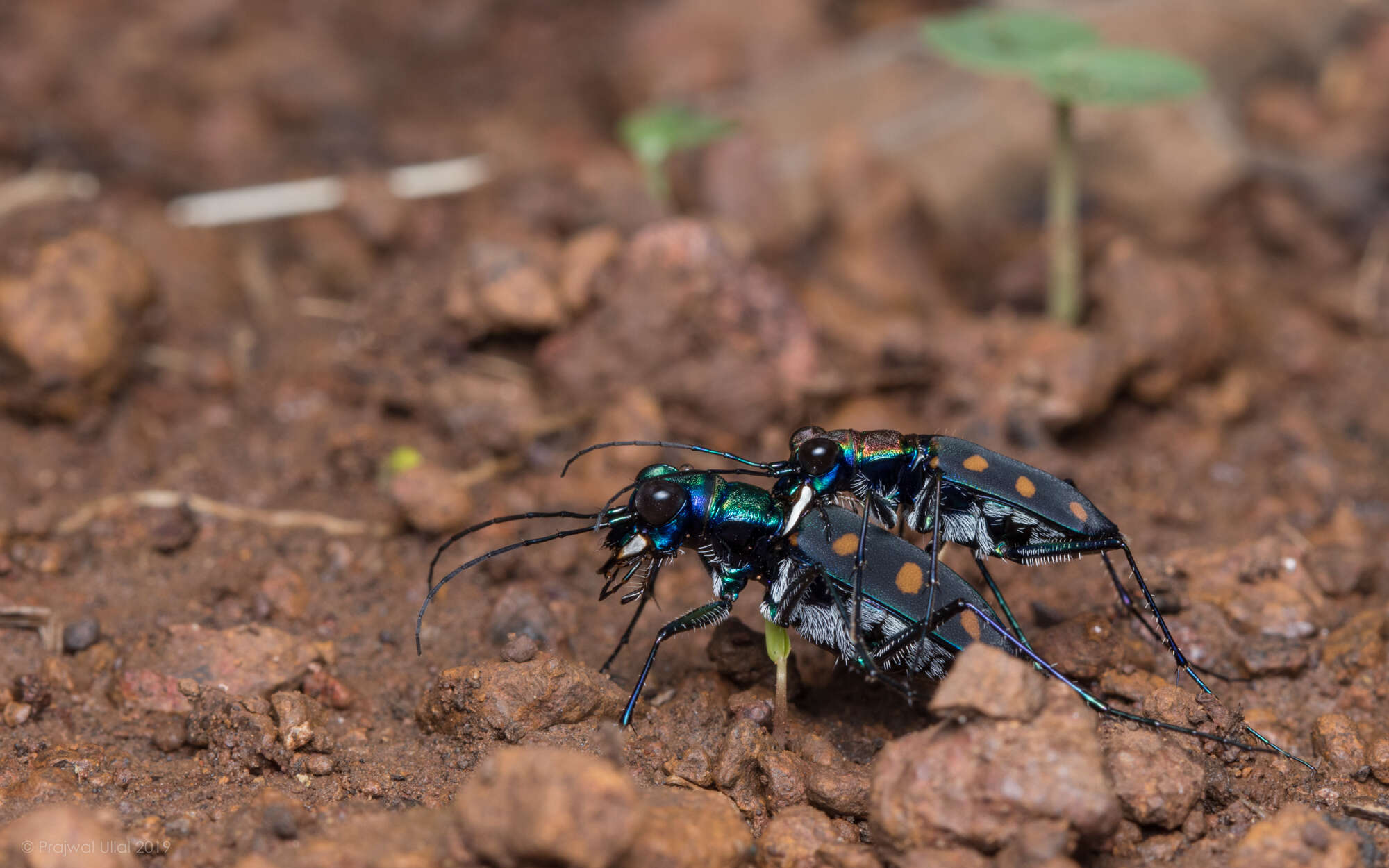 Image of Cicindela (Calochroa) safraneki (Werner & Wiesner 2008)