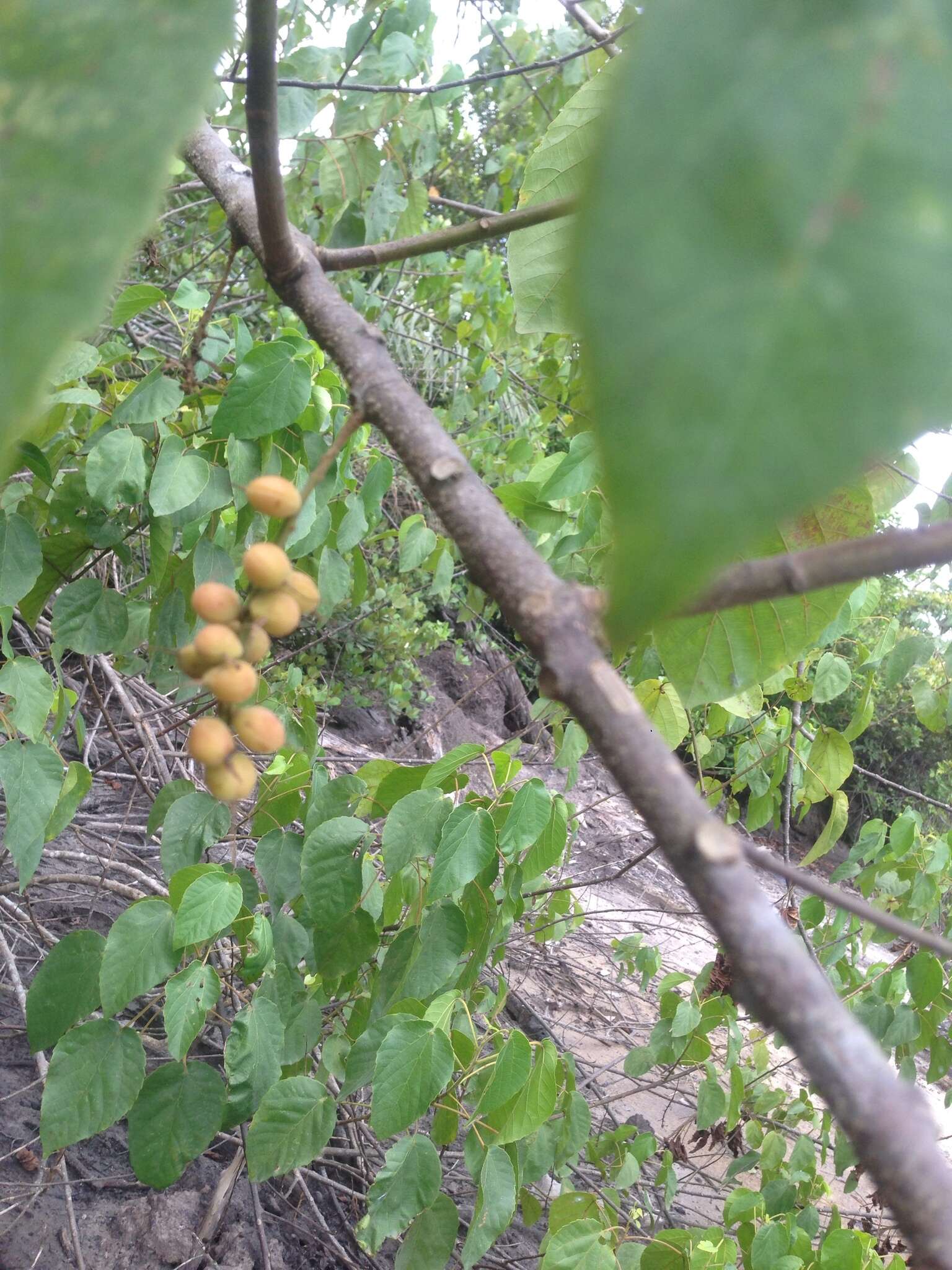 Слика од Alchornea cordifolia (Schumach. & Thonn.) Müll. Arg.