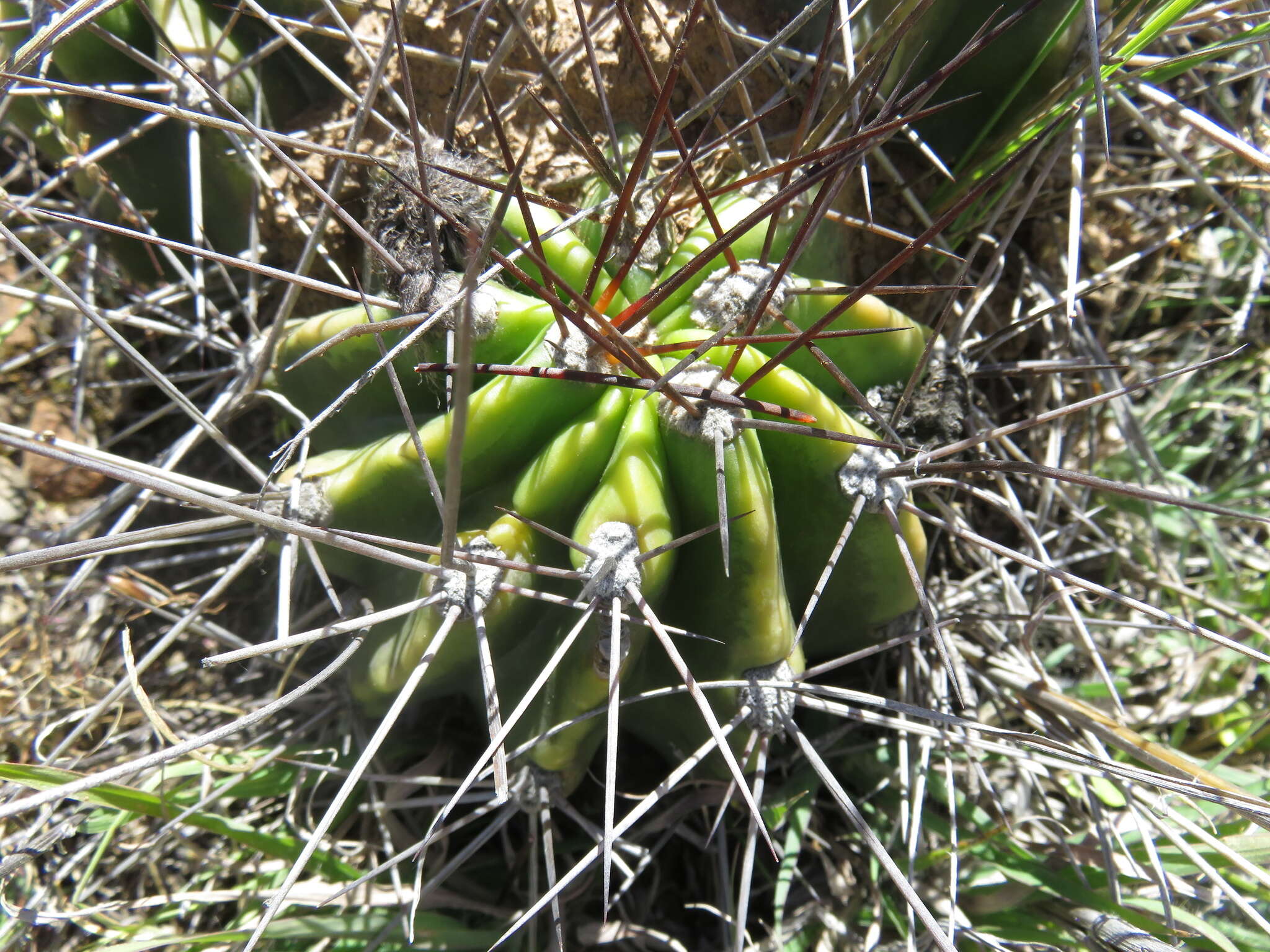 Echinopsis bridgesii Salm-Dyck resmi