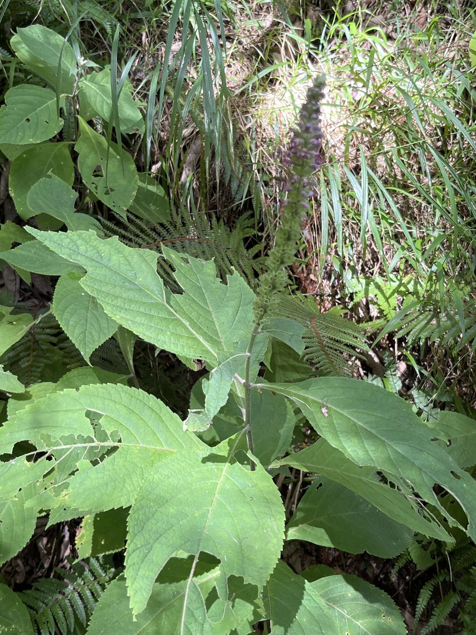 Image of Comanthosphace formosana Ohwi