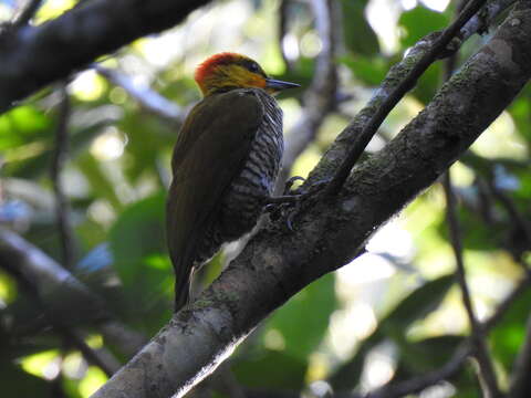 Image of Yellow-throated Woodpecker