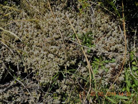 Image of racomitrium moss