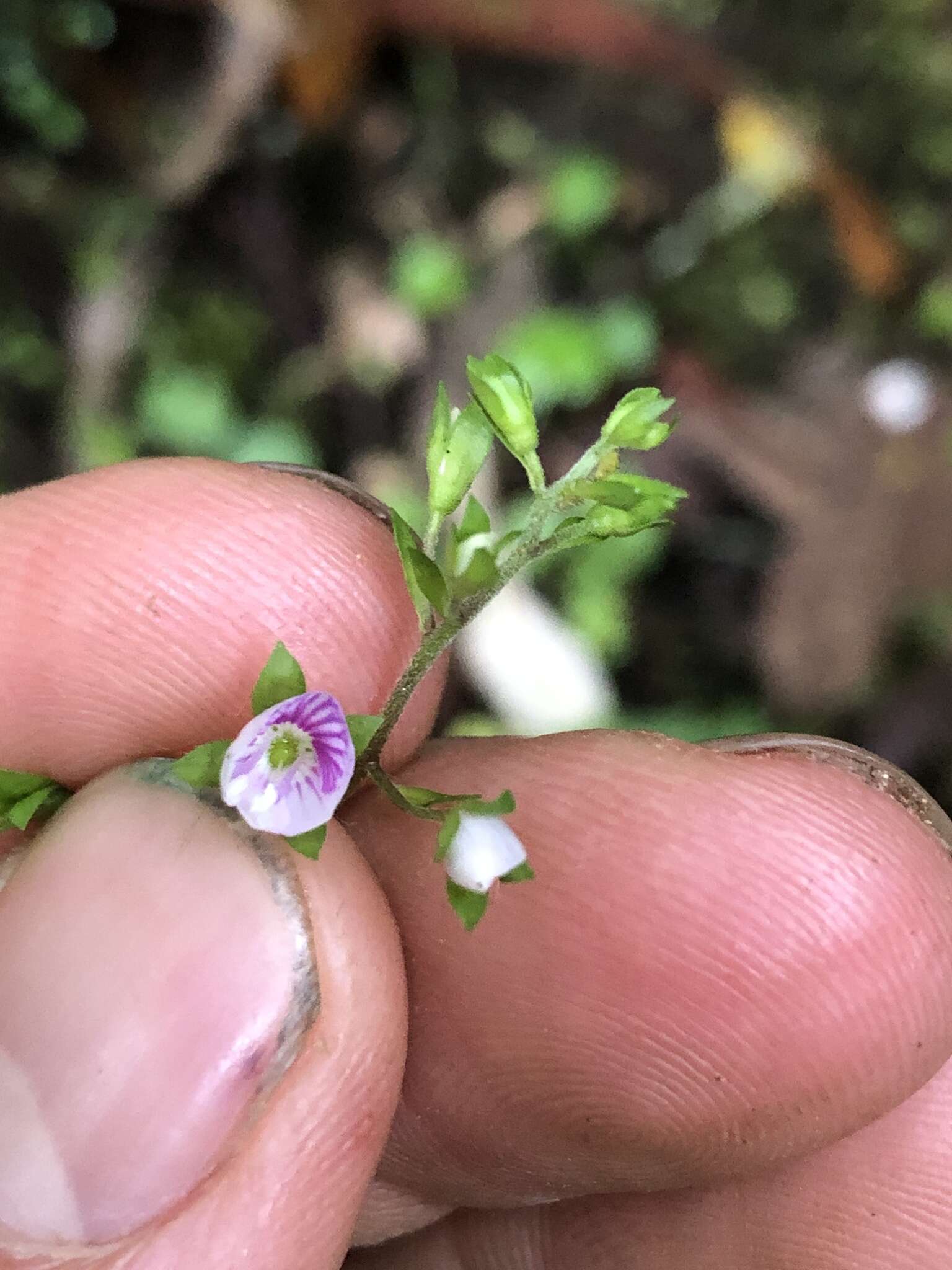 صورة Veronica grosseserrata B. G. Briggs & Ehrend.