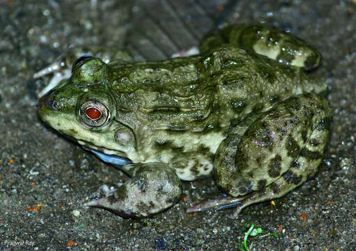 Image of Jerdon's Bullfrog