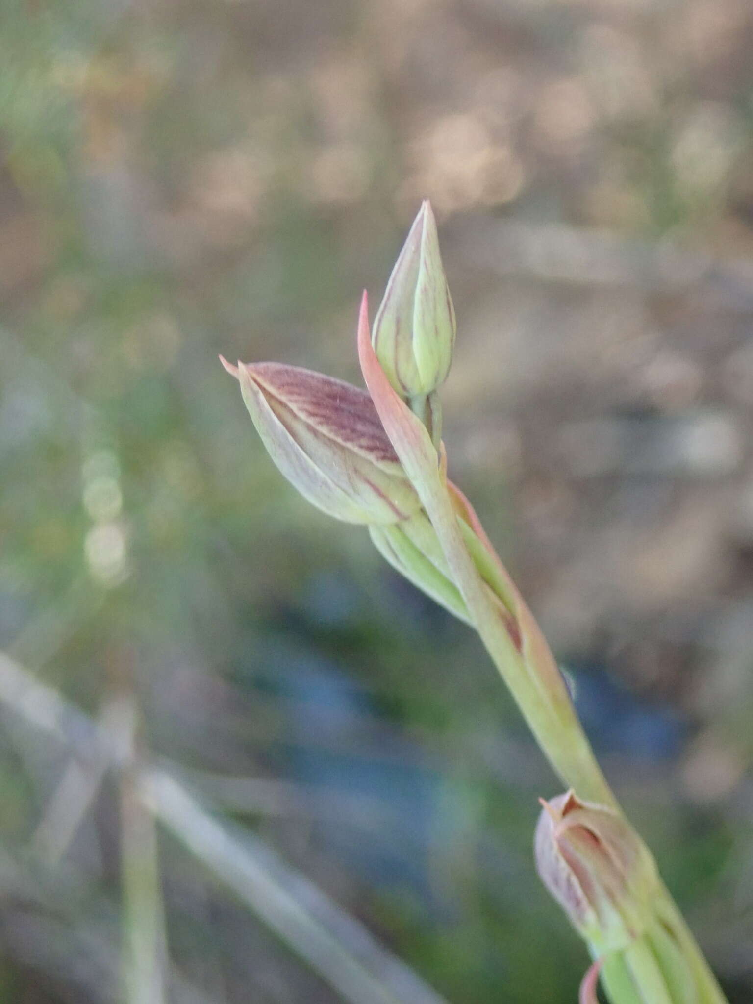 Calochilus robertsonii Benth.的圖片