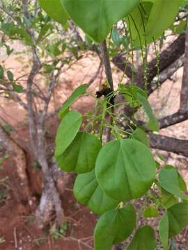 Image of Tinospora uviforme (Baill.) Troupin